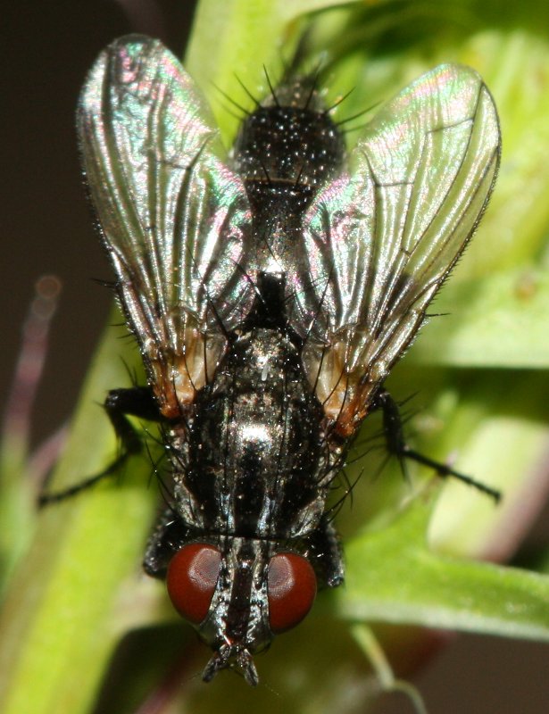 diptero1hoju.jpg