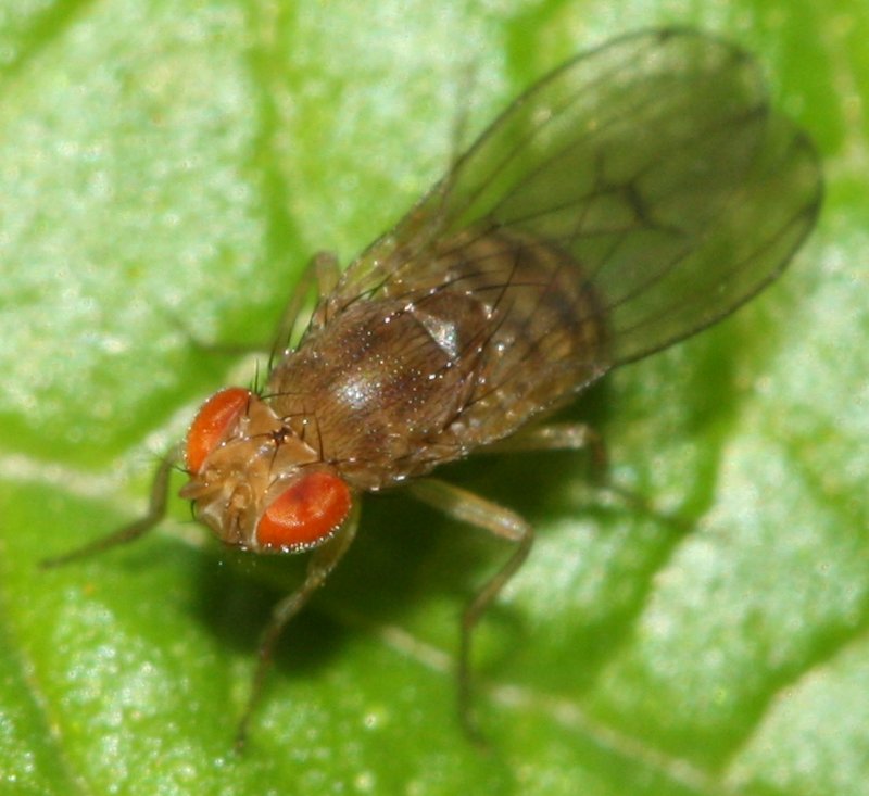 diptero3.jpg