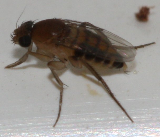 diptero3hoag.jpg