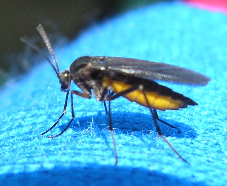 Diptero_10145.jpg