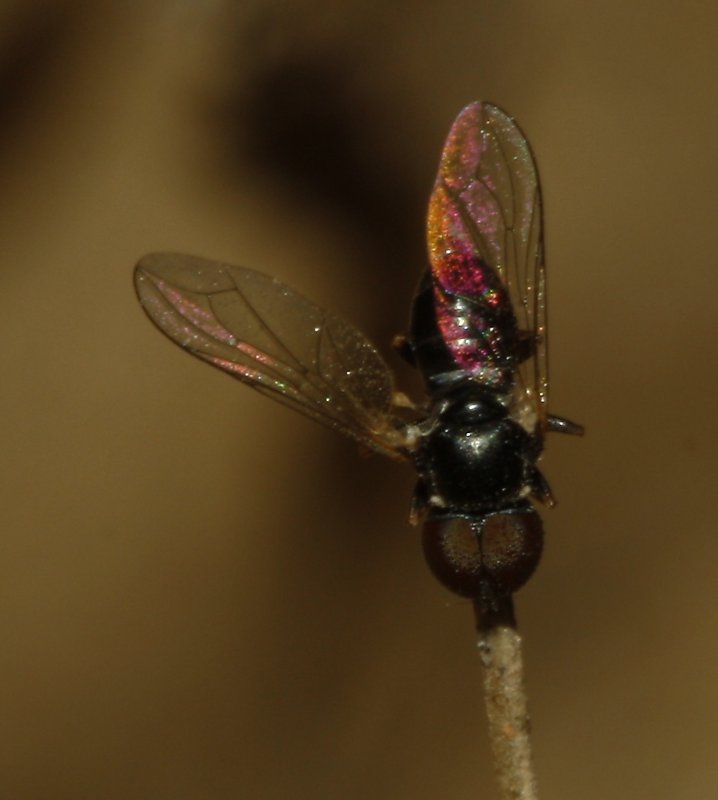 Diptero_4329.jpg