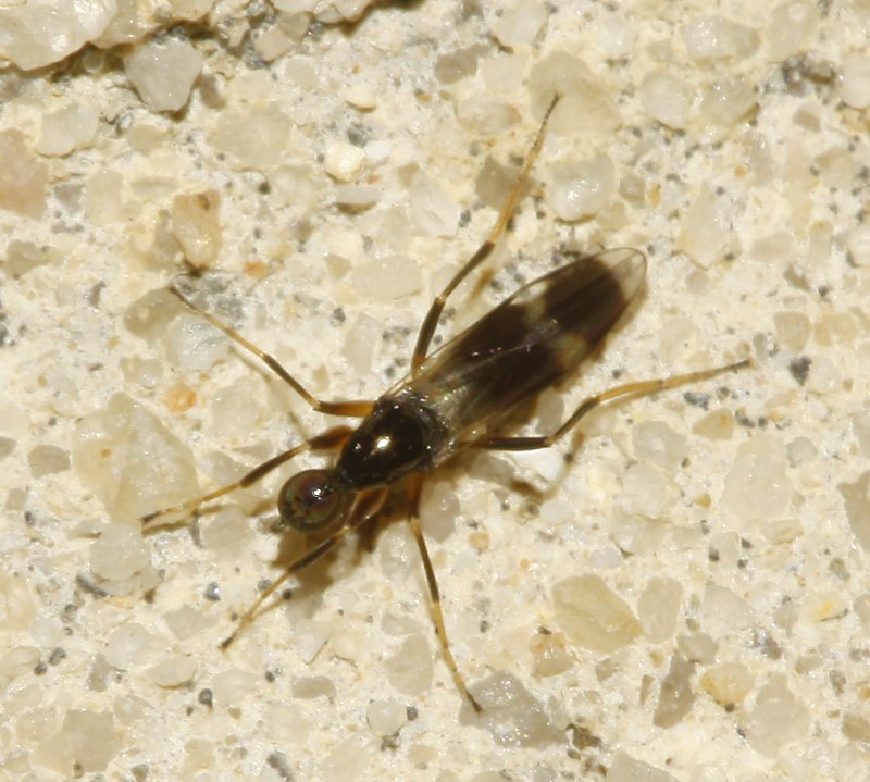 Diptero_5094.jpg