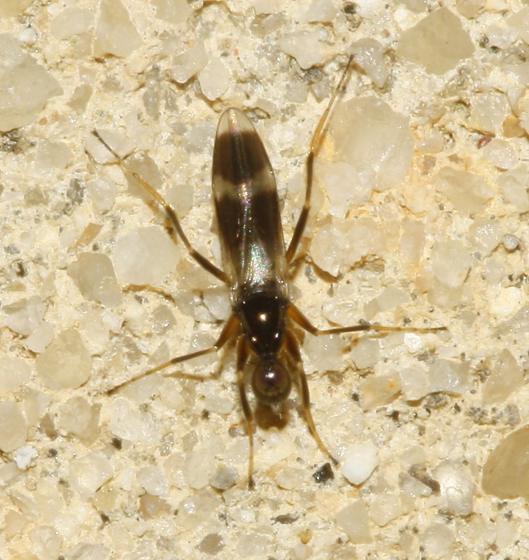 Diptero_5096.jpg