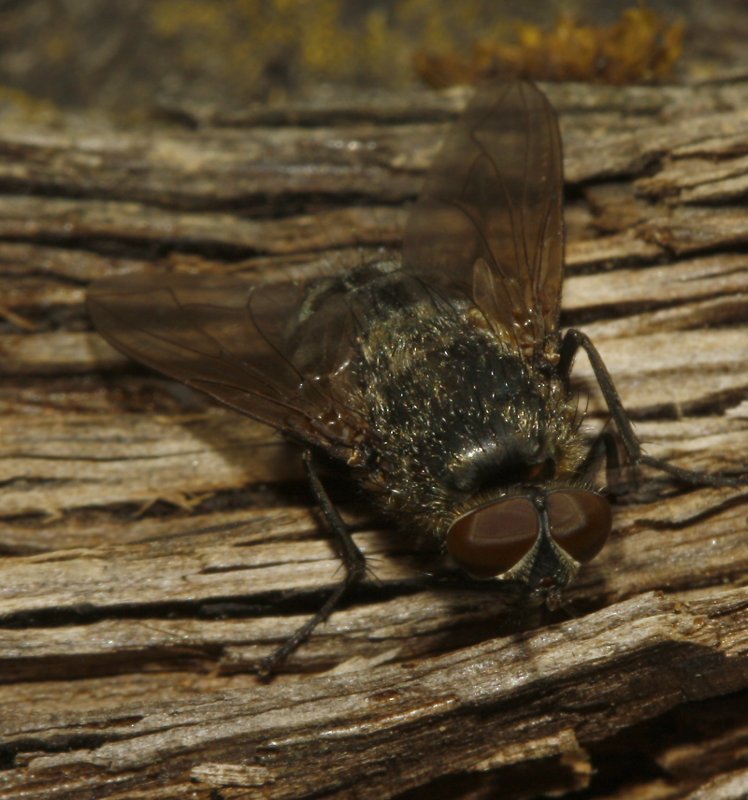 Diptero_5135.jpg