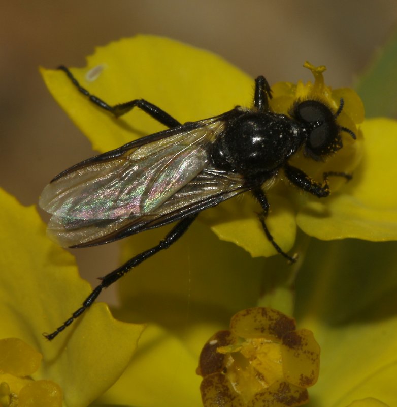 Diptero_5410.jpg