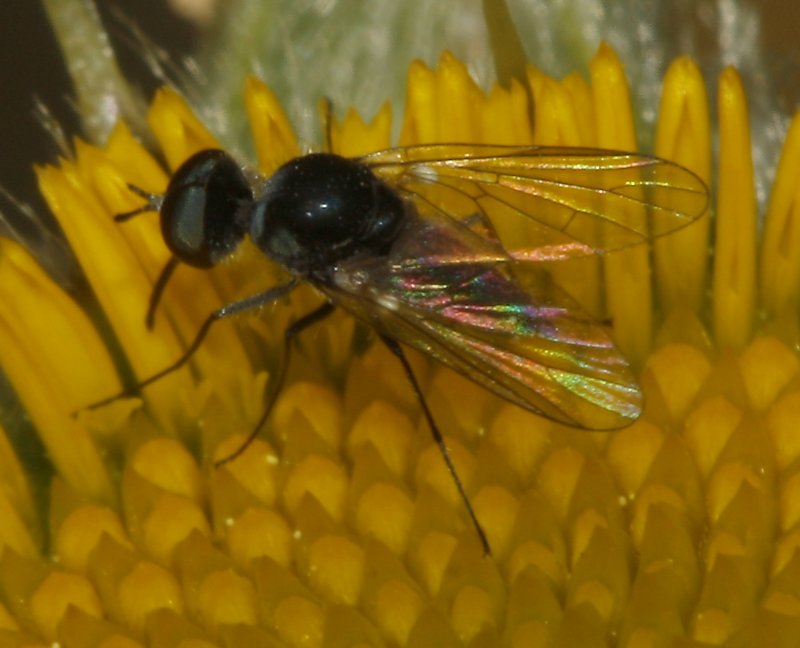 Diptero_5460.jpg