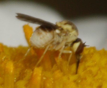 diptero_6079.jpg