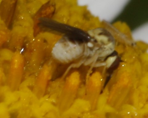 diptero_6083.jpg