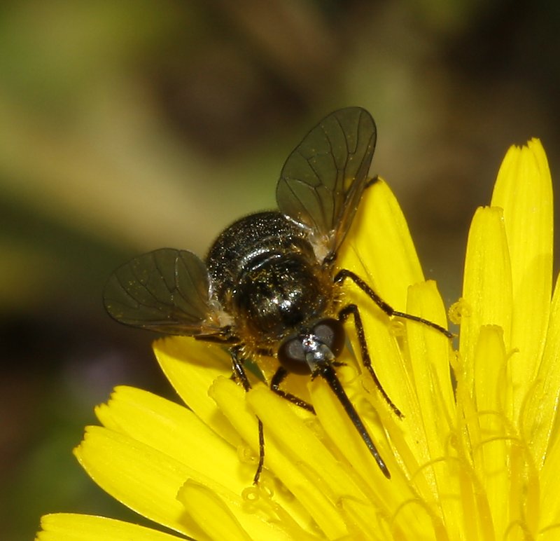 diptero_8010.jpg