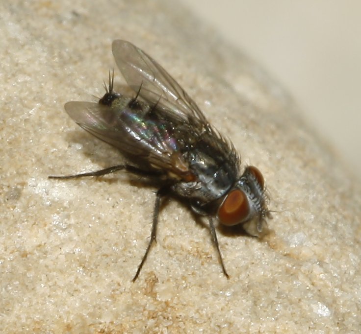 diptero_8032.jpg