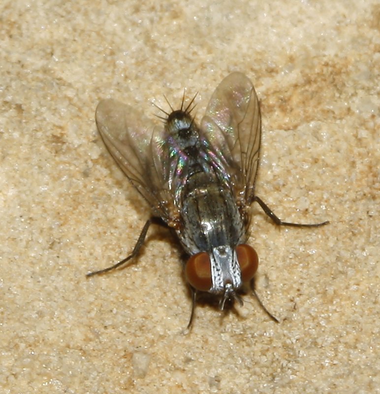 diptero_8034.jpg