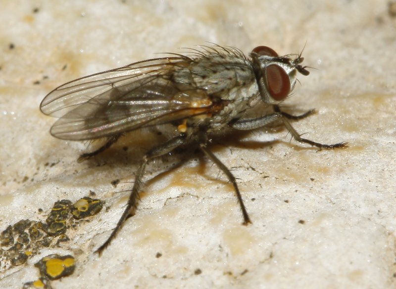 diptero_8102.jpg