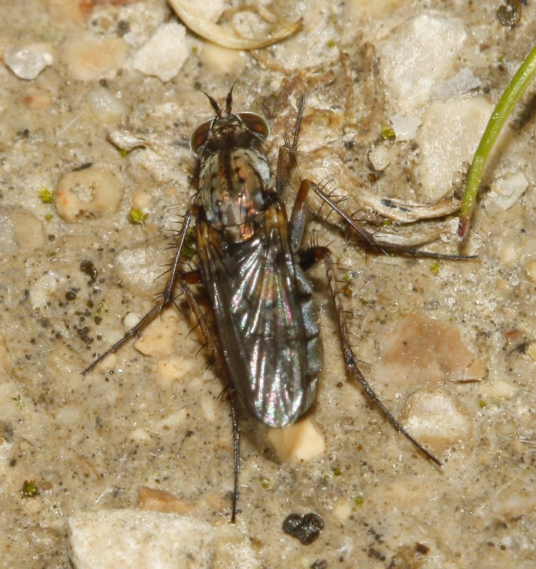 diptero_8111.jpg