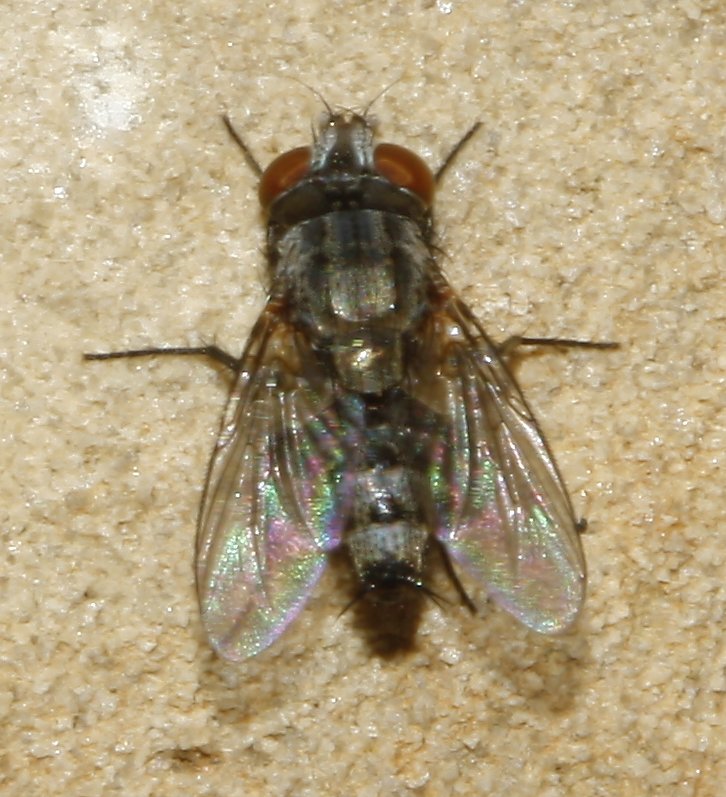 diptero_8140.jpg