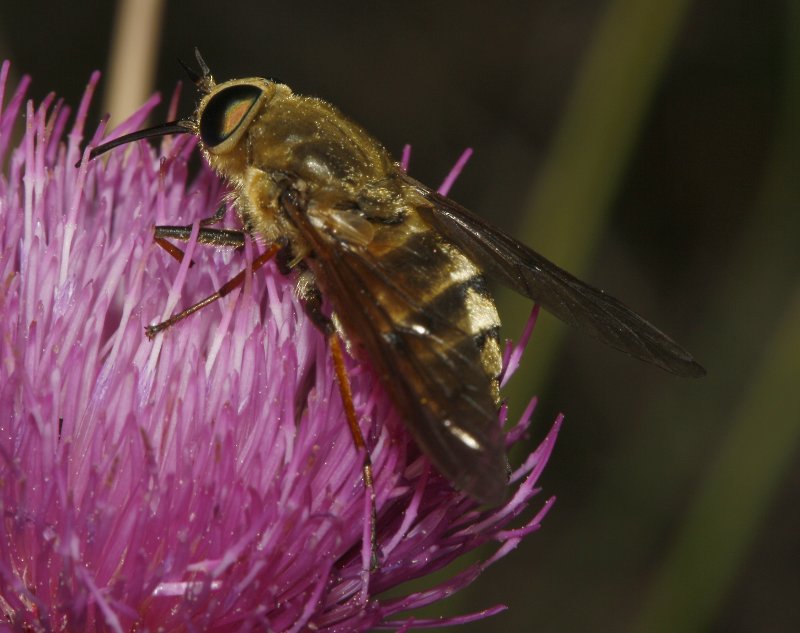 diptero_8222.jpg
