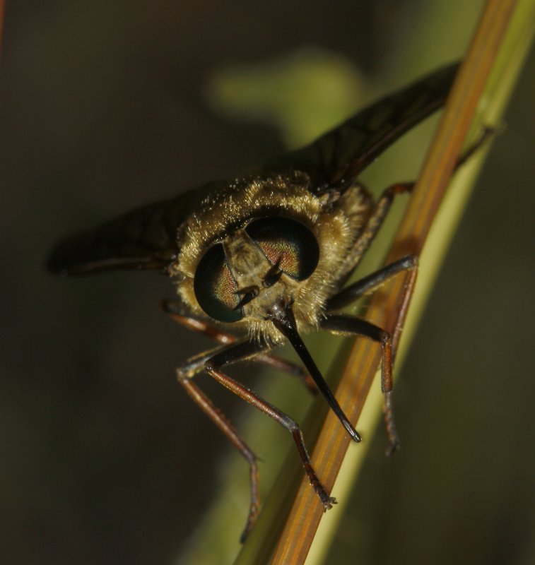 diptero_8224.jpg