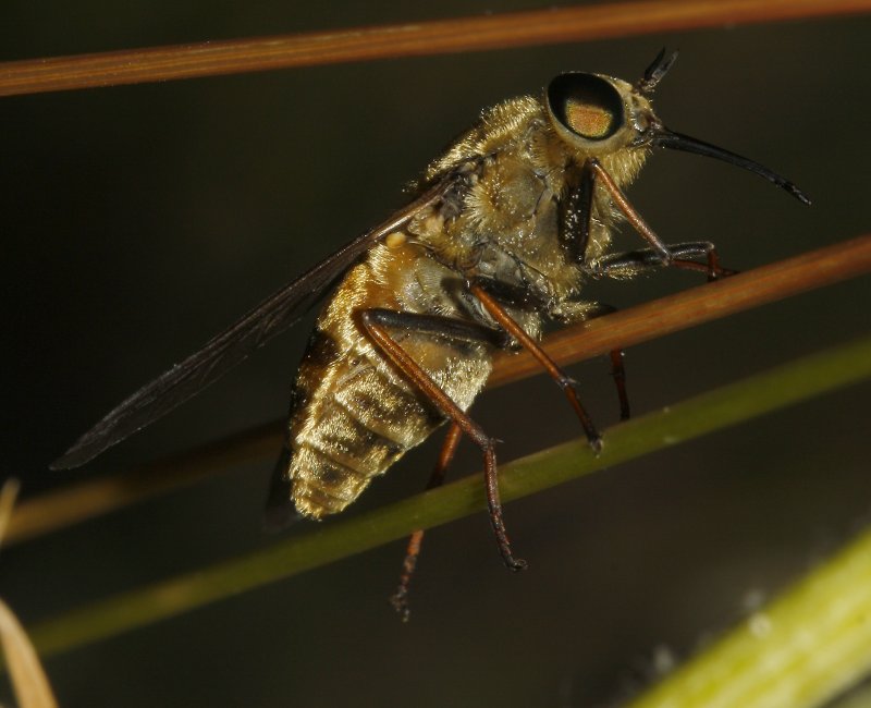 diptero_8225.jpg