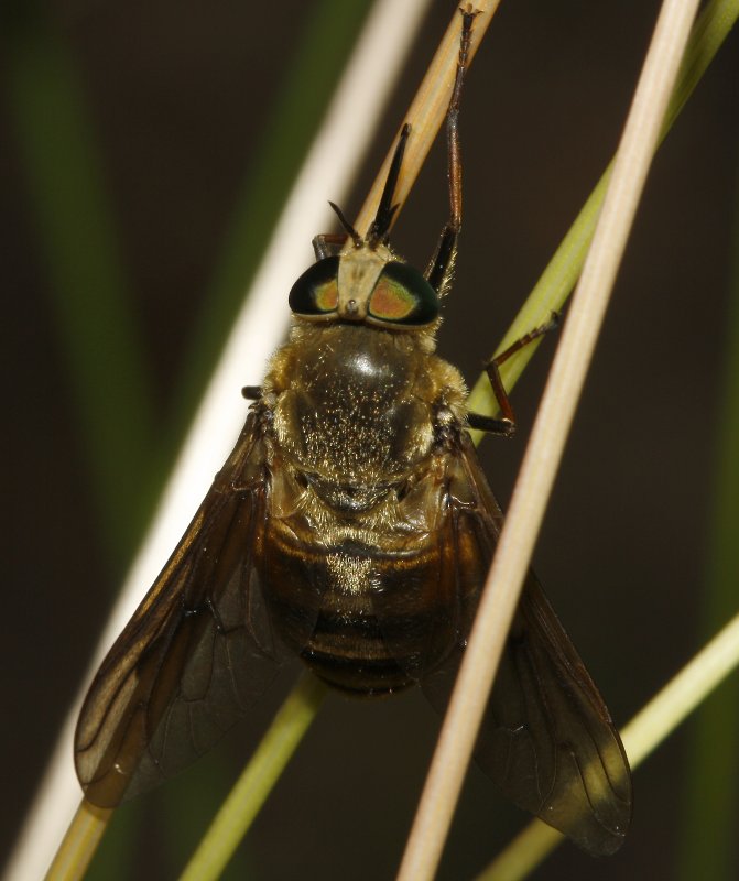 diptero_8227.jpg