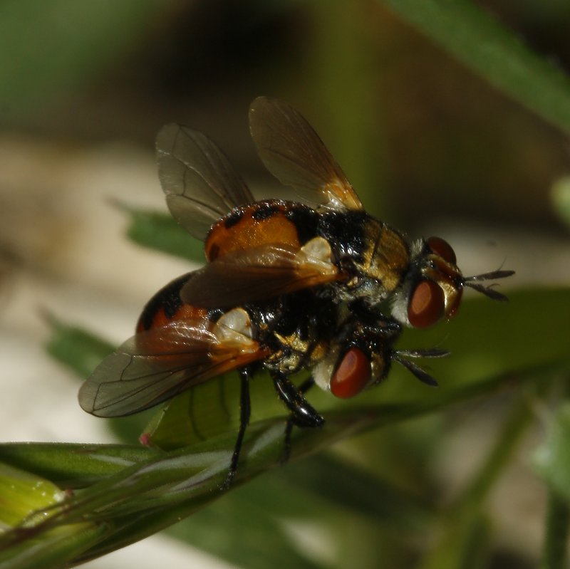 diptero_copula_8100.jpg