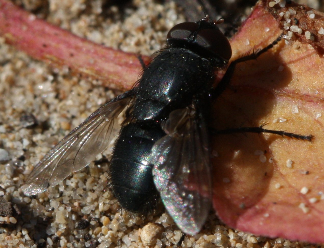 dipteroA.jpg