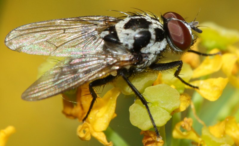 dipterom.jpg