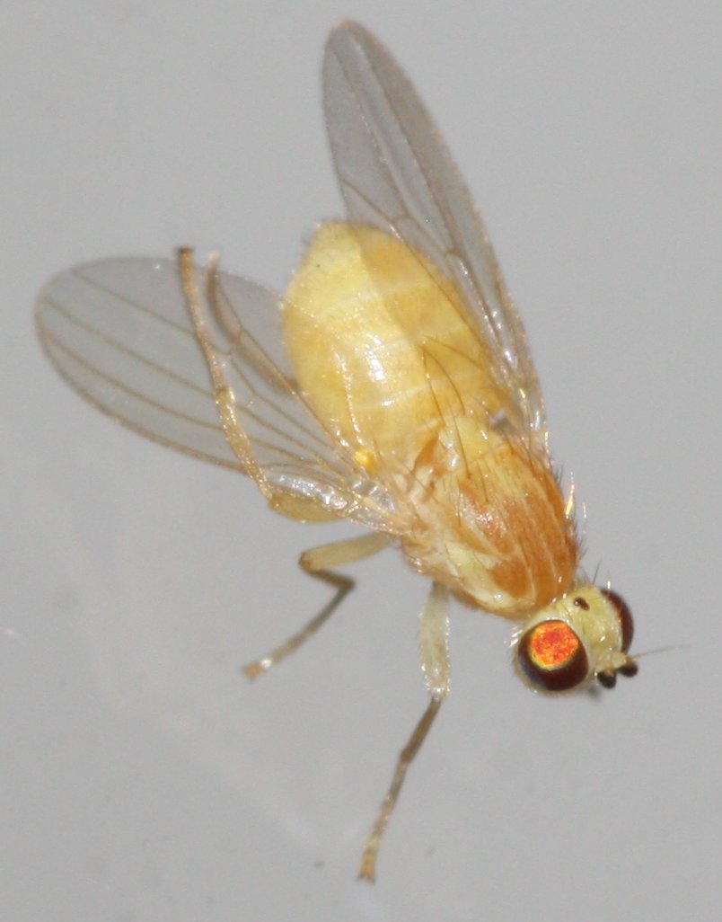 dipteroma.jpg