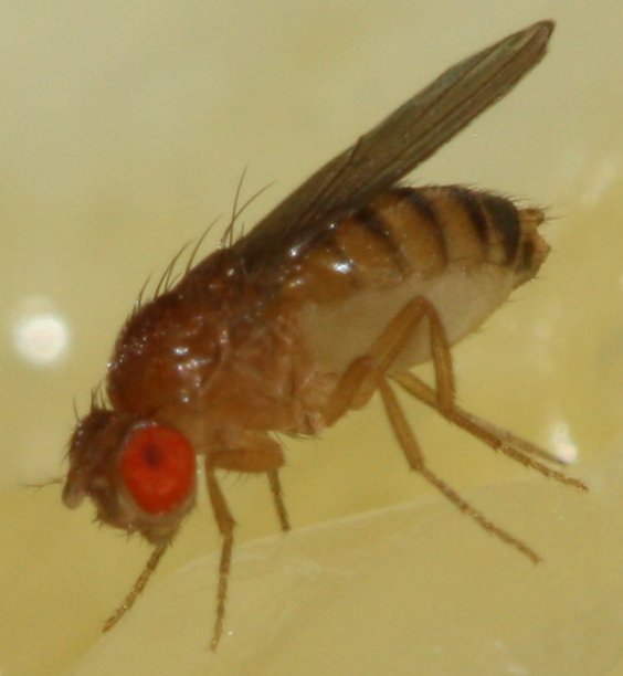 dipteroma1.jpg