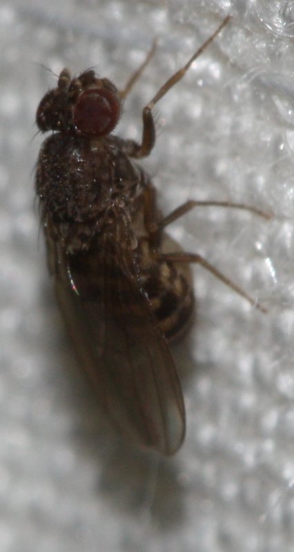 dipteroma2.jpg