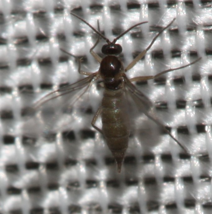 dipteromadnov.jpg