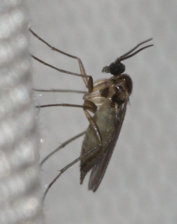 dipteromadnov1.jpg