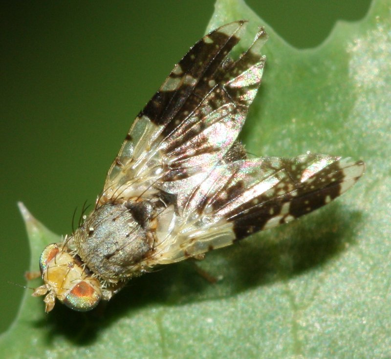 dipteron.jpg