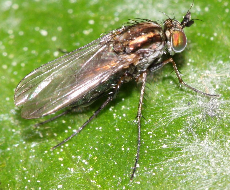 dipterop.jpg