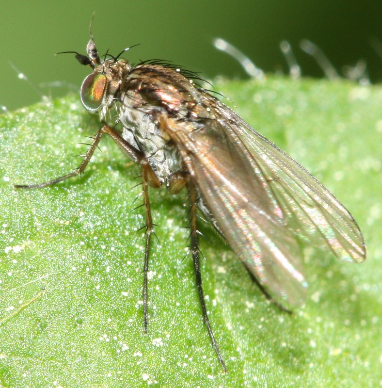 dipterop1.jpg