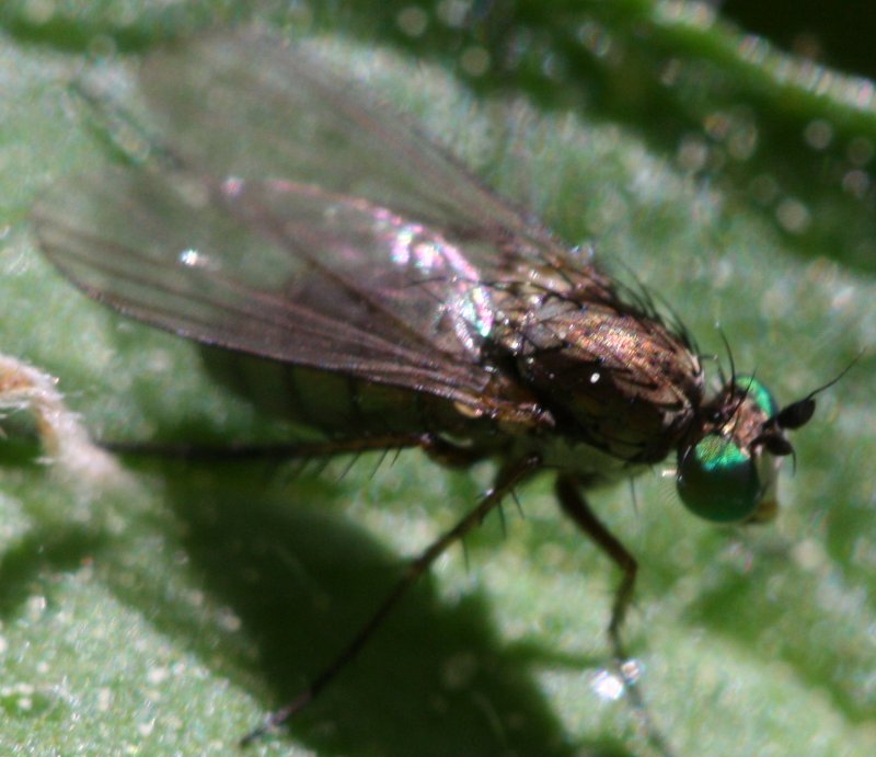 dipterop2.jpg