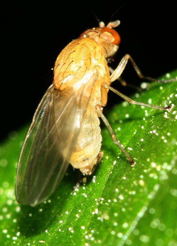 dipteror.jpg