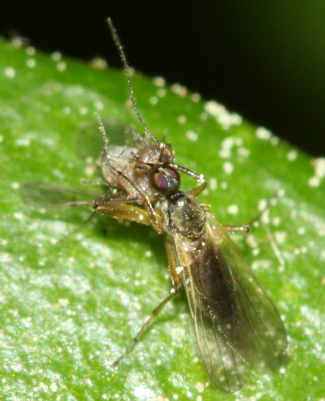 dipteros.jpg