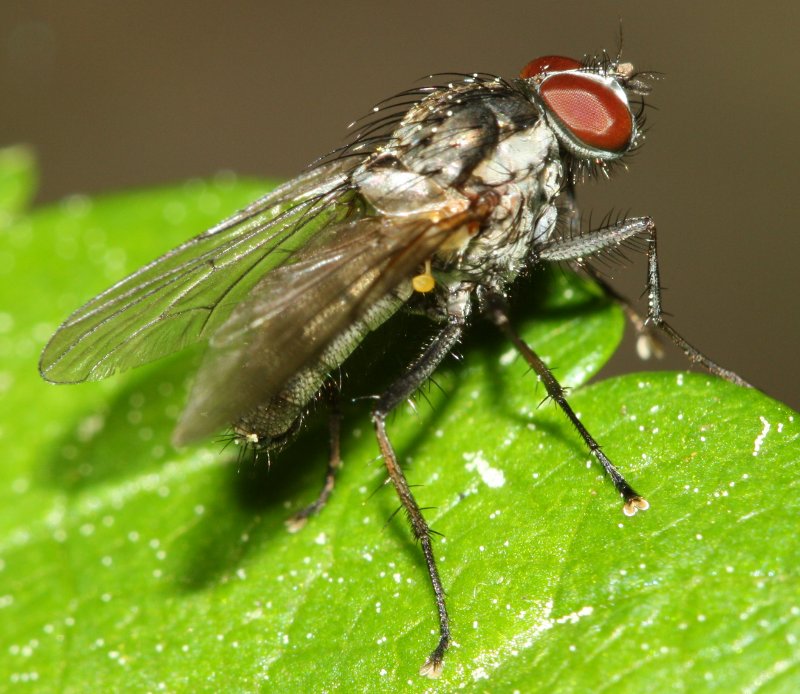 dipterot.jpg