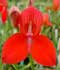 disa-uniflora.jpg