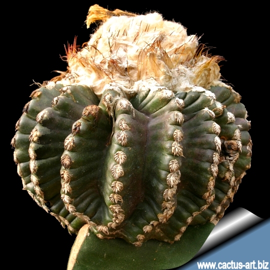 discocactus_horstii_540.jpg