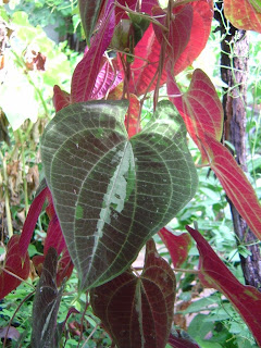 discorea1..JPG