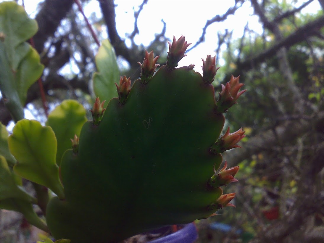 disocactus.jpg