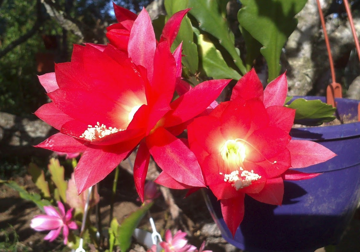 disocactus.jpg