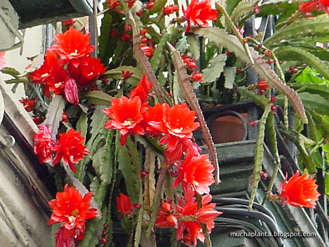 Disocactus_%2527Ackermannii%2527.jpg