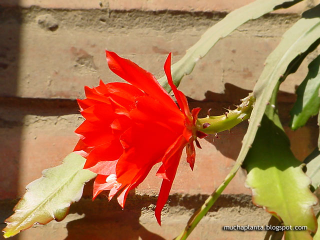 Disocactus_%2527Ackermannii%2527_flor_2.jpg