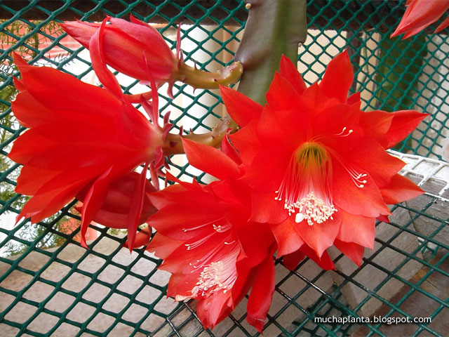 Disocactus_ackermannii_flowers.jpg