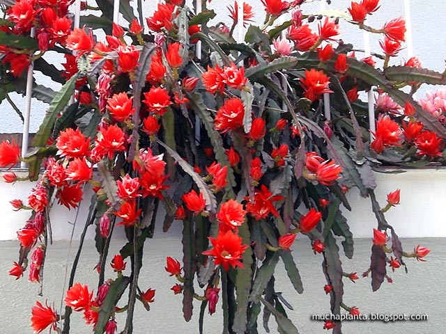 Disocactus_Ackermannii_ramificado.jpg