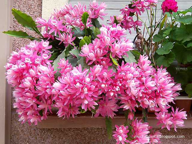 Disocactus_Nopalxochia_phyllanthoides_.jpg