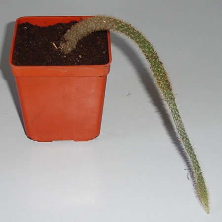 disocactusflagelliformis06_2008.jpg