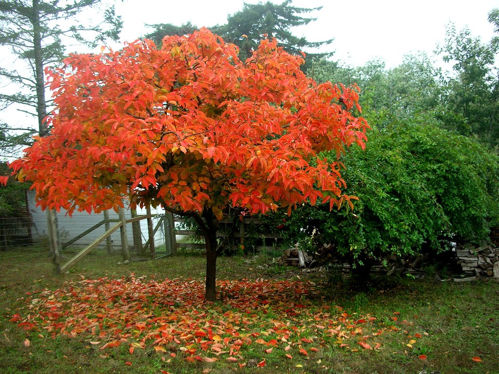 Dispyros+kaki+fall+color.jpg