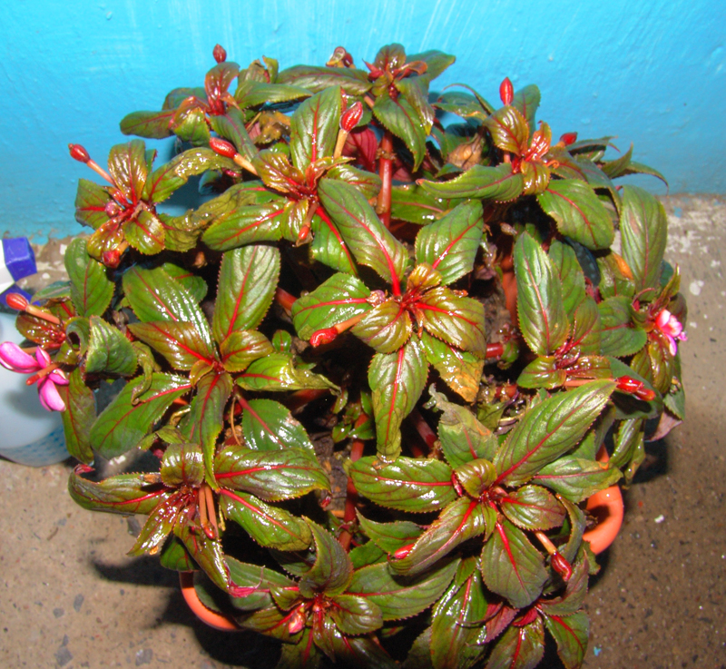 disque-un-belen.jpg
